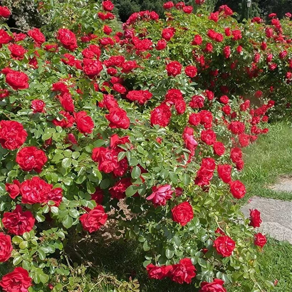 Роза Scarlet Meillandecor