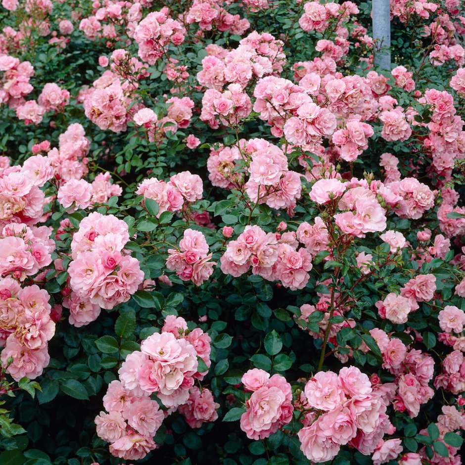 Роза флорибунда Боника 82