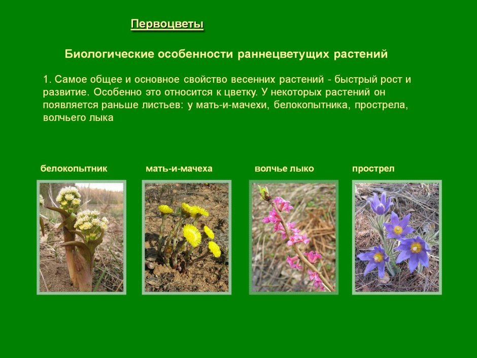 Особенности раннецветущих растений