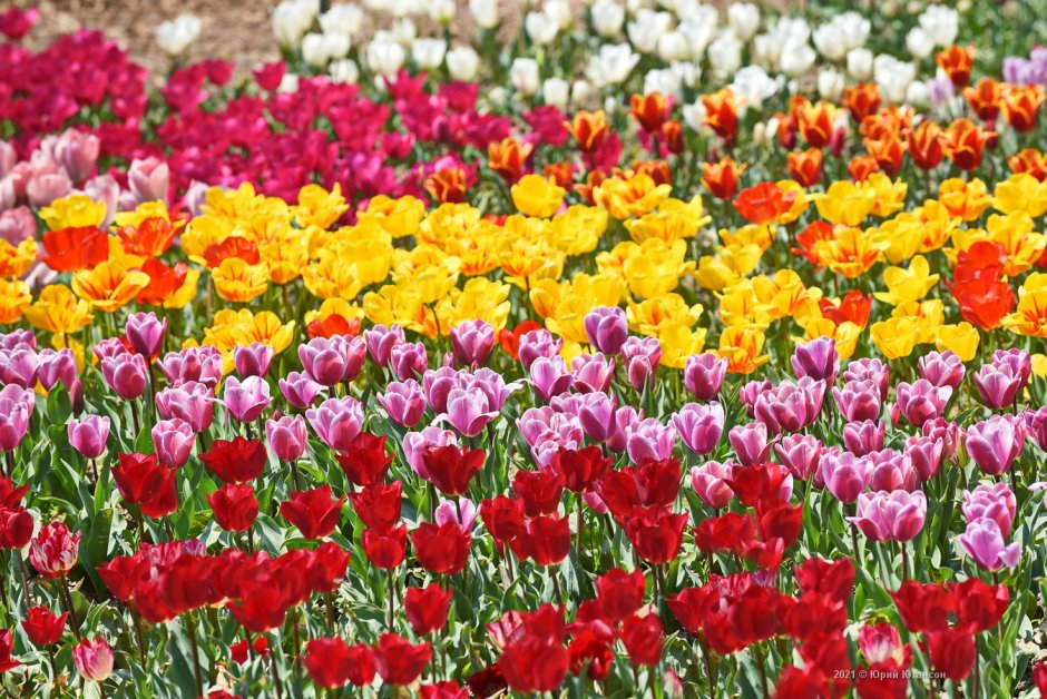 Никитский Ботанический сад парад тюльпанов
