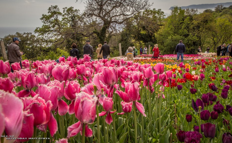 Бал тюльпанов в Никитском Ботаническом саду 2021