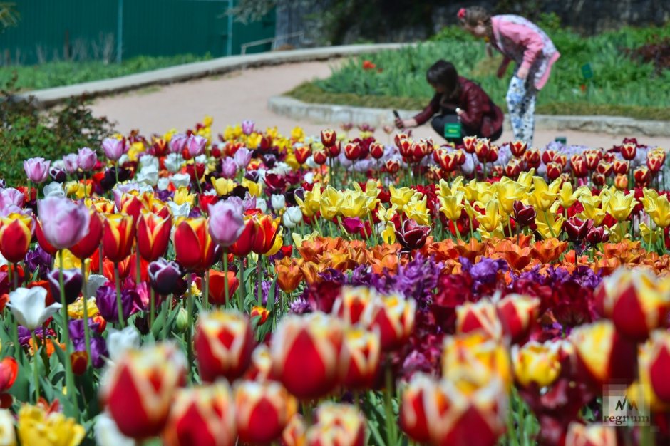 Ялта парад тюльпанов 2021 Ботанический сад