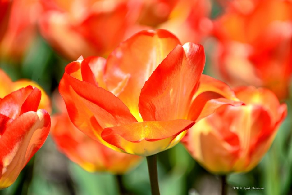 Ботанические тюльпаны в саду