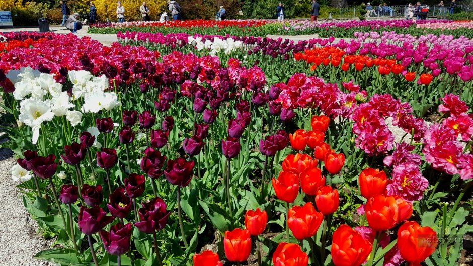 Никитский Ботанический сад фестиваль тюльпанов