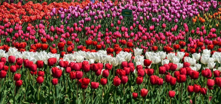 Парад тюльпанов в Никитском Ботаническом саду 2021