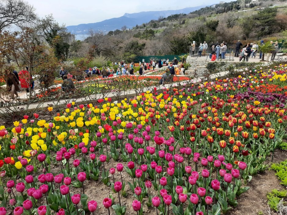 Никитский Ботанический сад бал тюльпанов