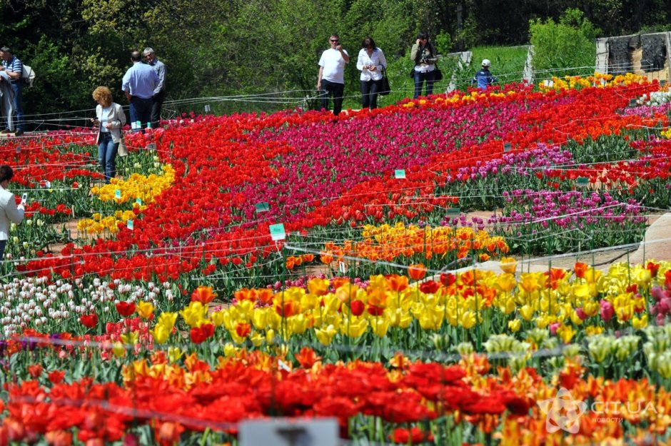 Ботанический сад Ялта тюльпаны