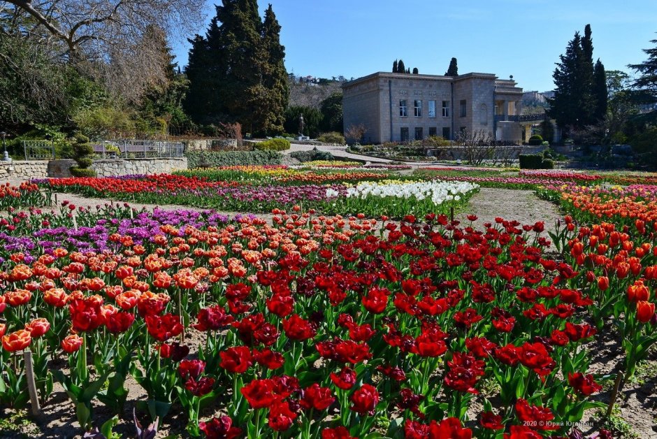 Никитский ботанический сад парад тюльпанов