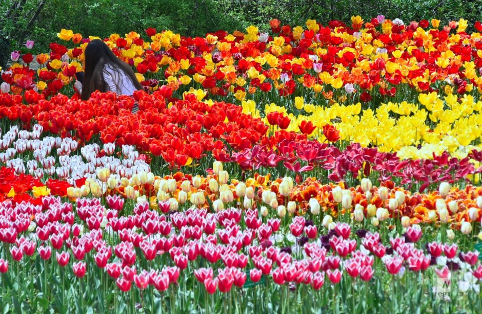 Парад тюльпанов в Никитском Ботаническом