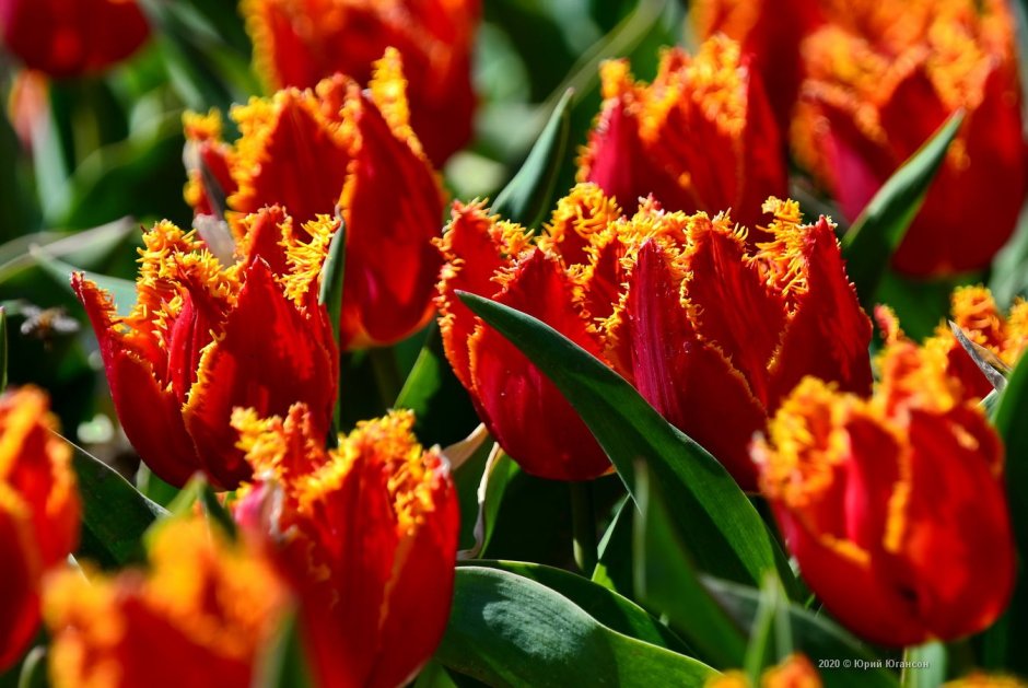 Никитский Ботанический сад 2020 тюльпаны