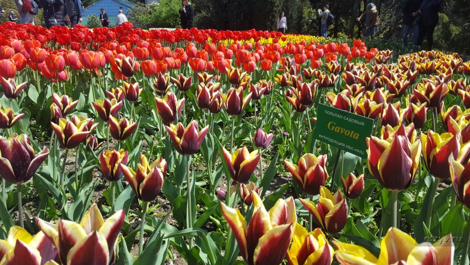 Никитский Ботанический сад бал тюльпанов
