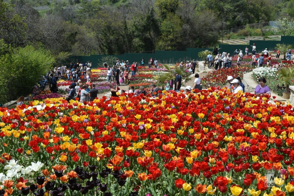 Никитский Ботанический сад тюльпаны