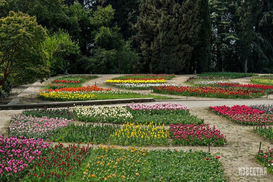 Бал тюльпанов в Никитском Ботаническом саду 2022