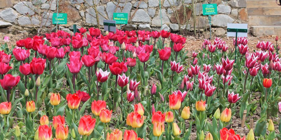 Никитский Ботанический сад фестиваль тюльпанов