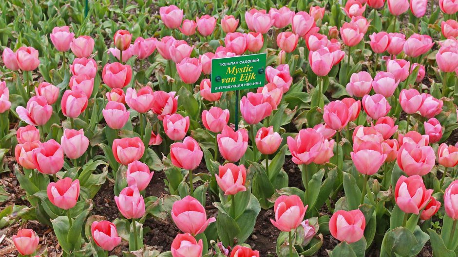Тюльпаны в Никитском Ботаническом саду 2022