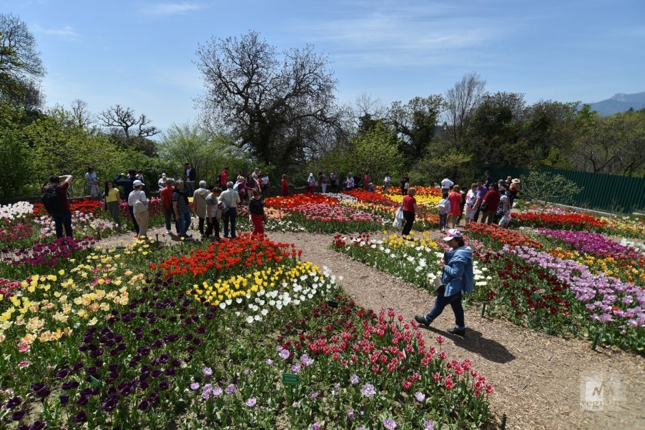 Никитский Ботанический сад парад тюльпанов 2022