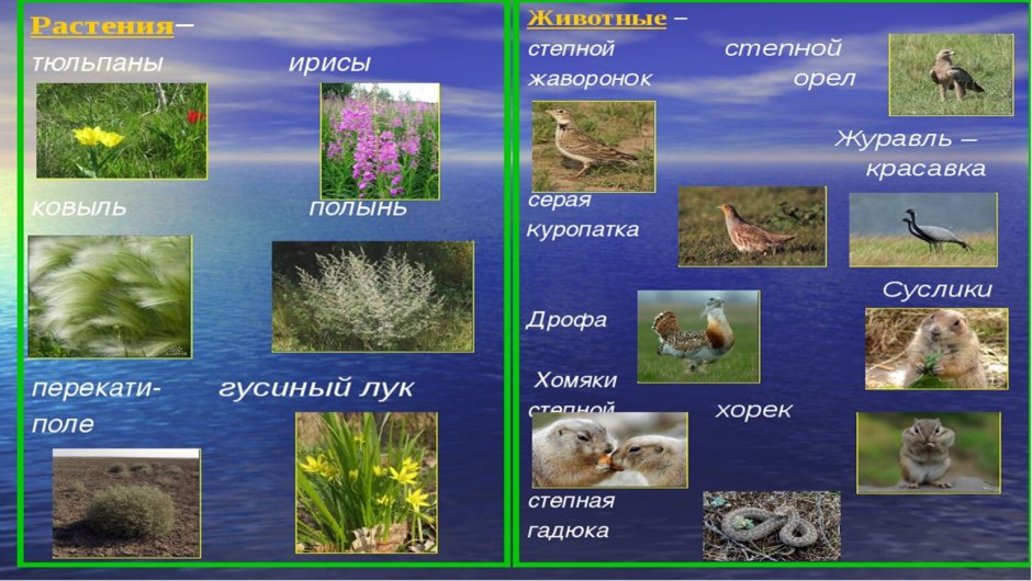 Рослини степу України