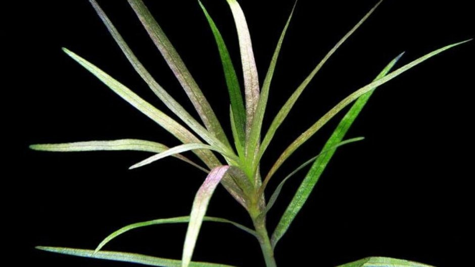 Бликса альтернифолия Blyxa alternifolia