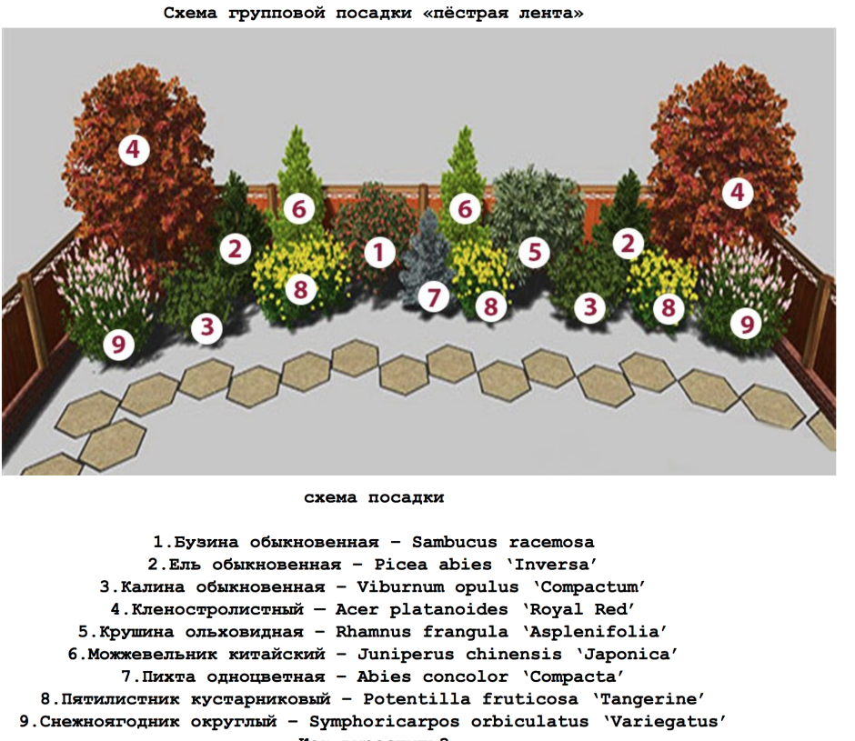 Миксбордер вдоль забора схема посадки