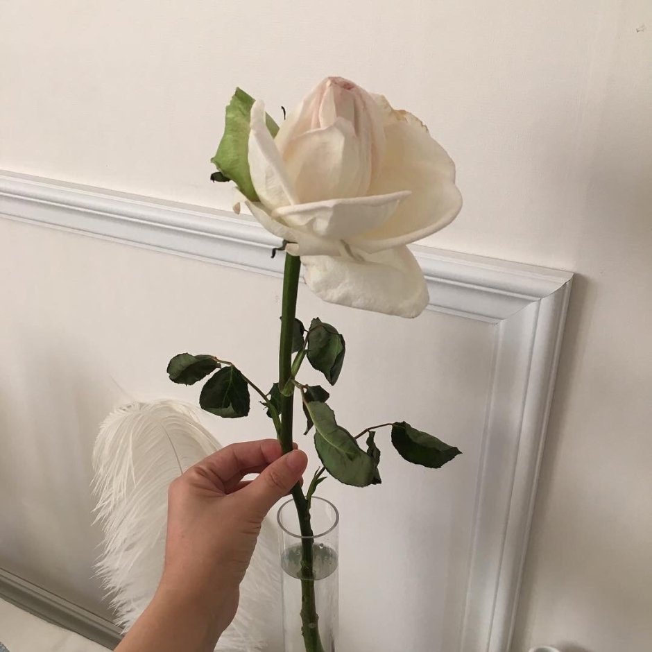 Розы Эстетика