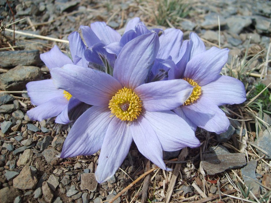 Дерис растение Монголия