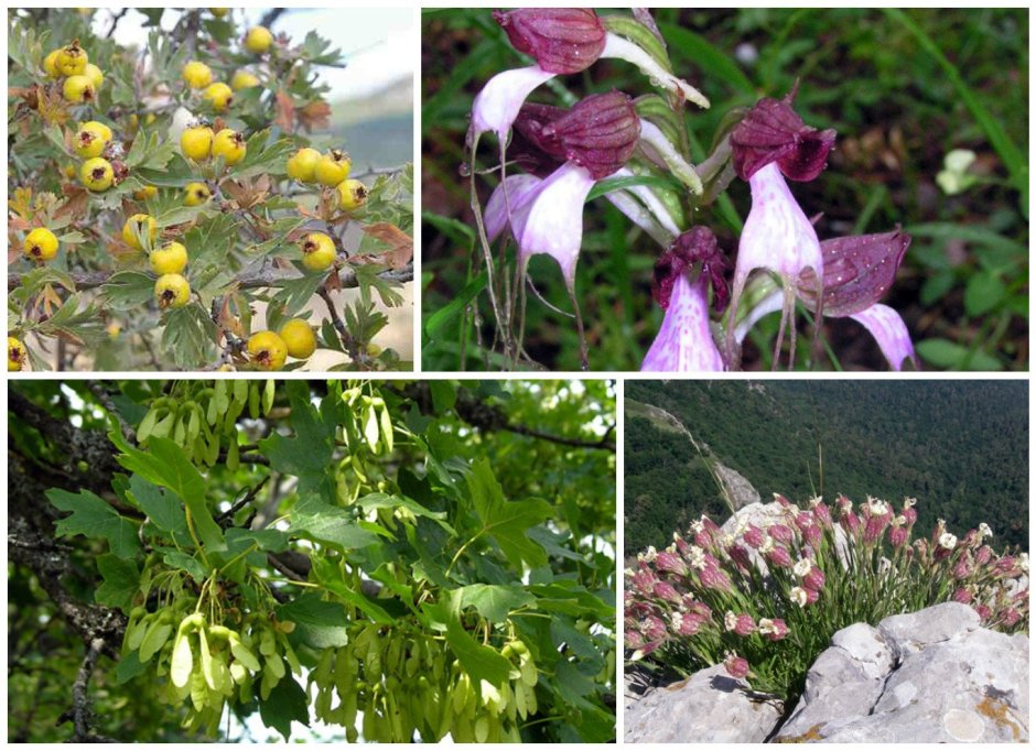 Эндемики Крыма растения