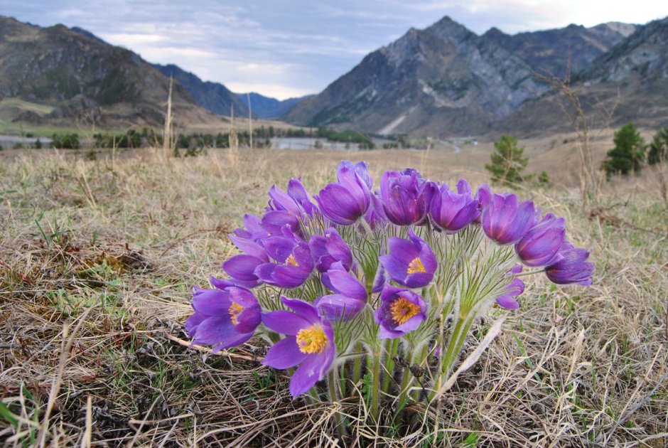 Первоцветы горный Алтай