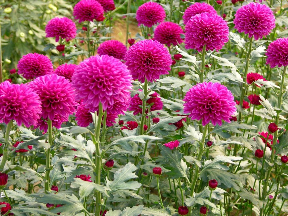 Chrysanthemum hoe Plant