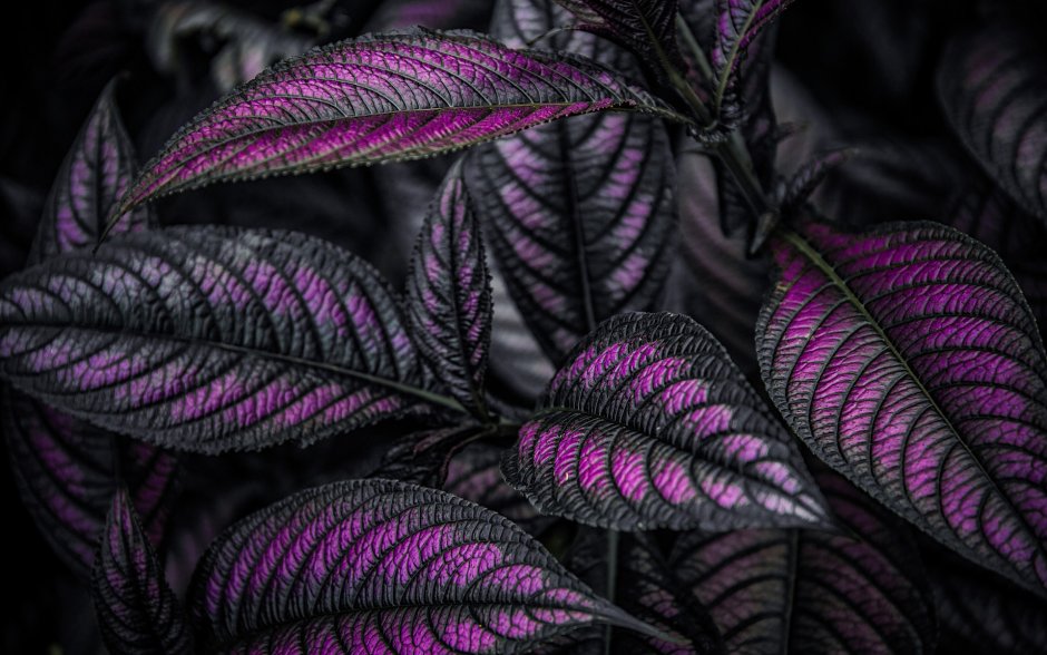 Растение с зелено фиолетовыми листьями