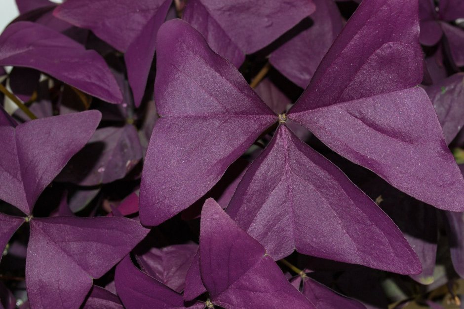 Цветок оксалис с фиолетовыми листьями