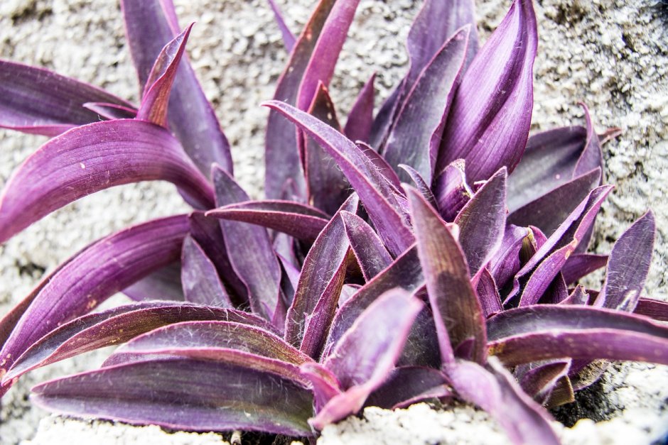 PURPURASCENS С пурпурно-фиолетовыми листьями