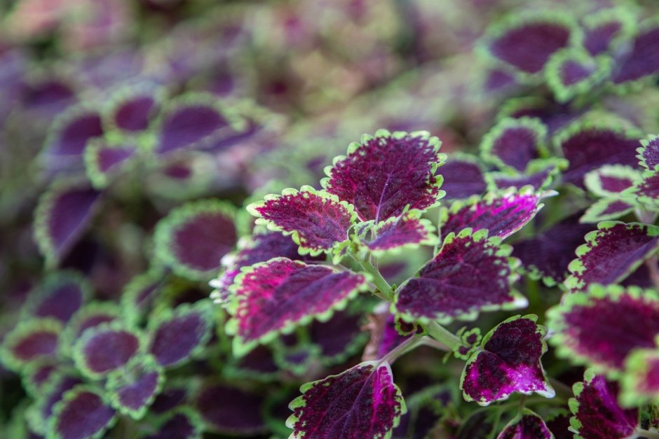 Колеос фиолетовый растение