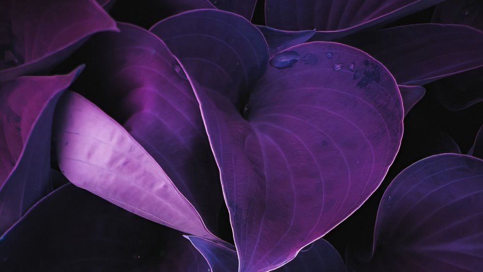 Цветок с фиолетовыми листьями крупными