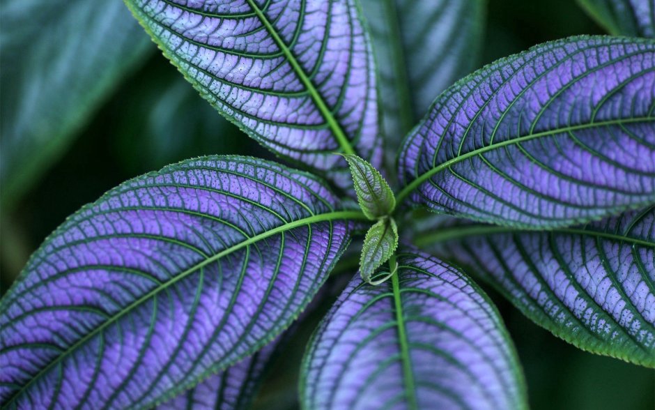 Растение с фиолетовыми прожилками