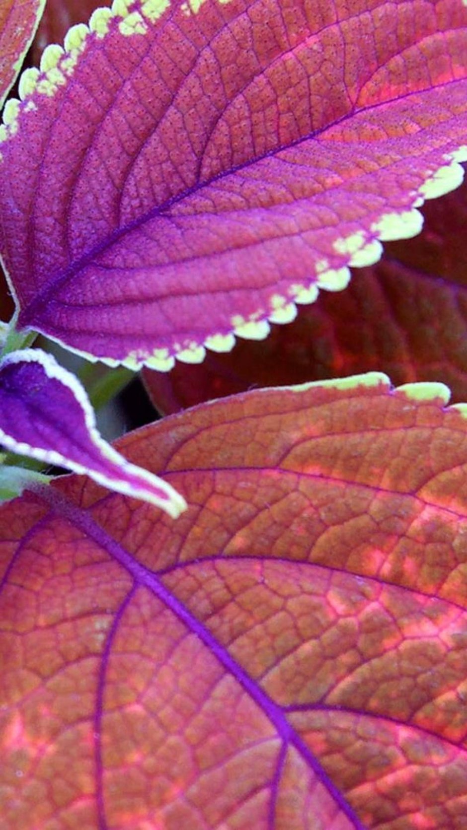 Колеос фиолетовый растение