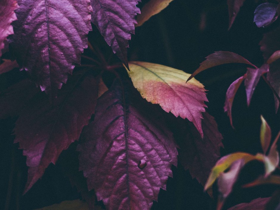 Фиолетовые листья осенью