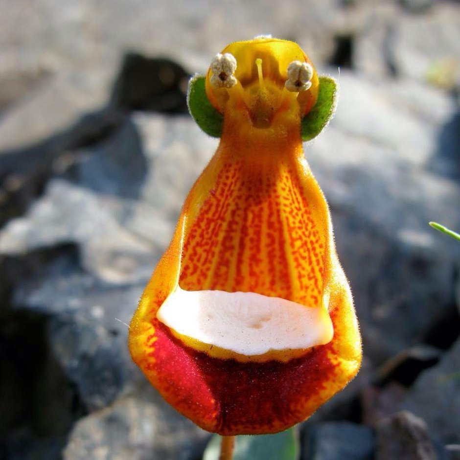 Цветок на Борнео хищник