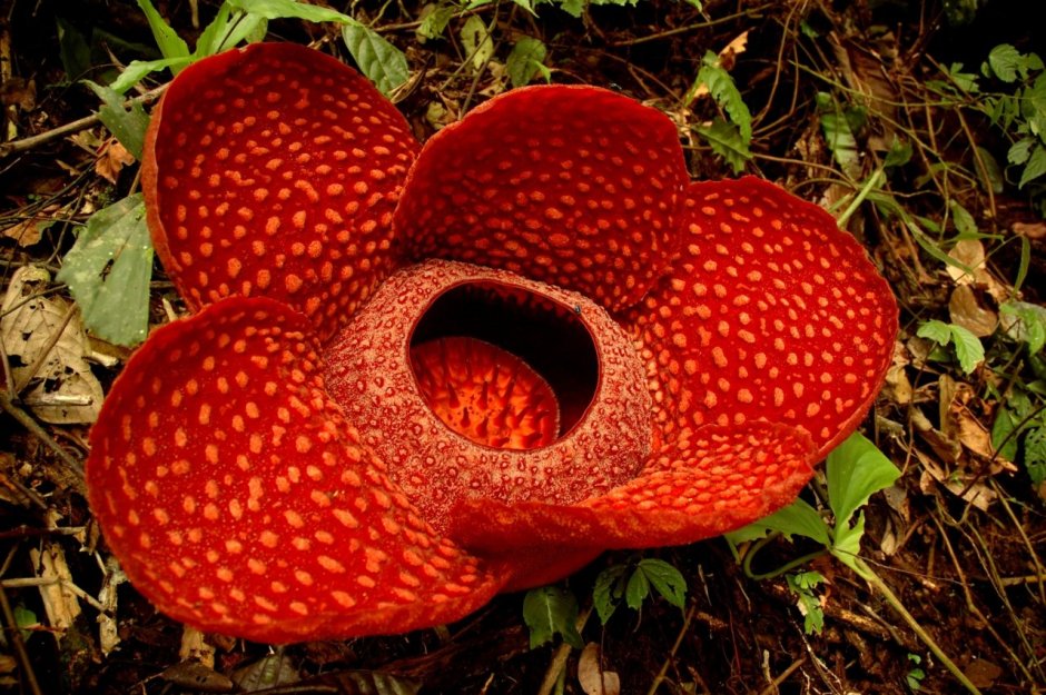 Раффлезия Арнольди Rafflesia arnoldii