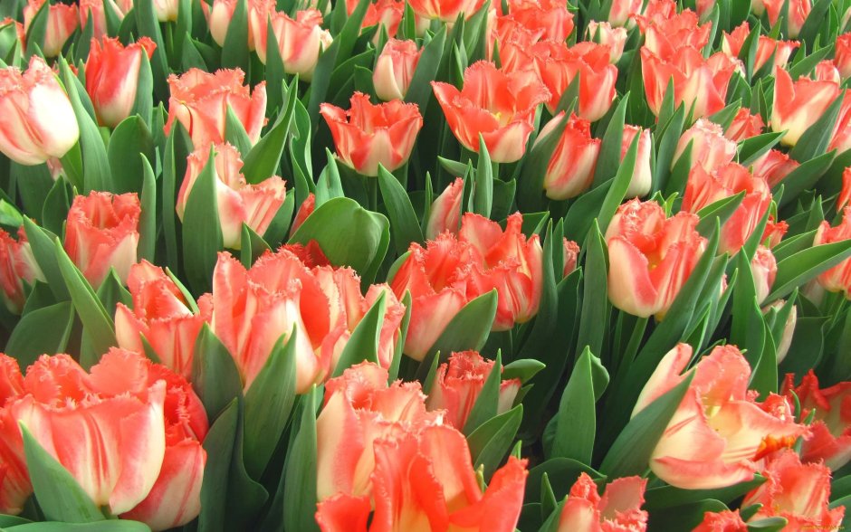 Тюльпан многоцветковый драгон Кинг