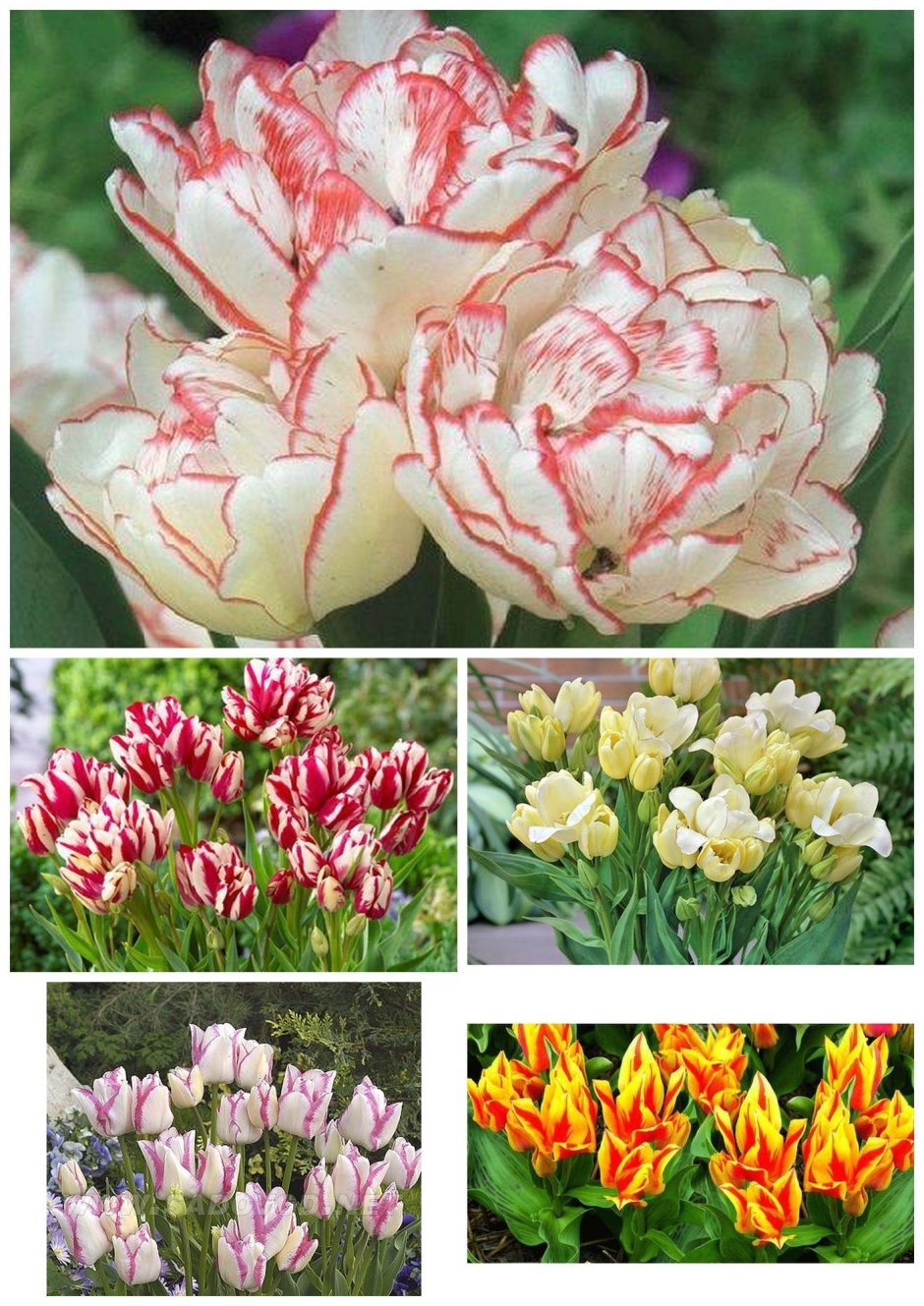 Тюльпан многоцветковый Аннелинда