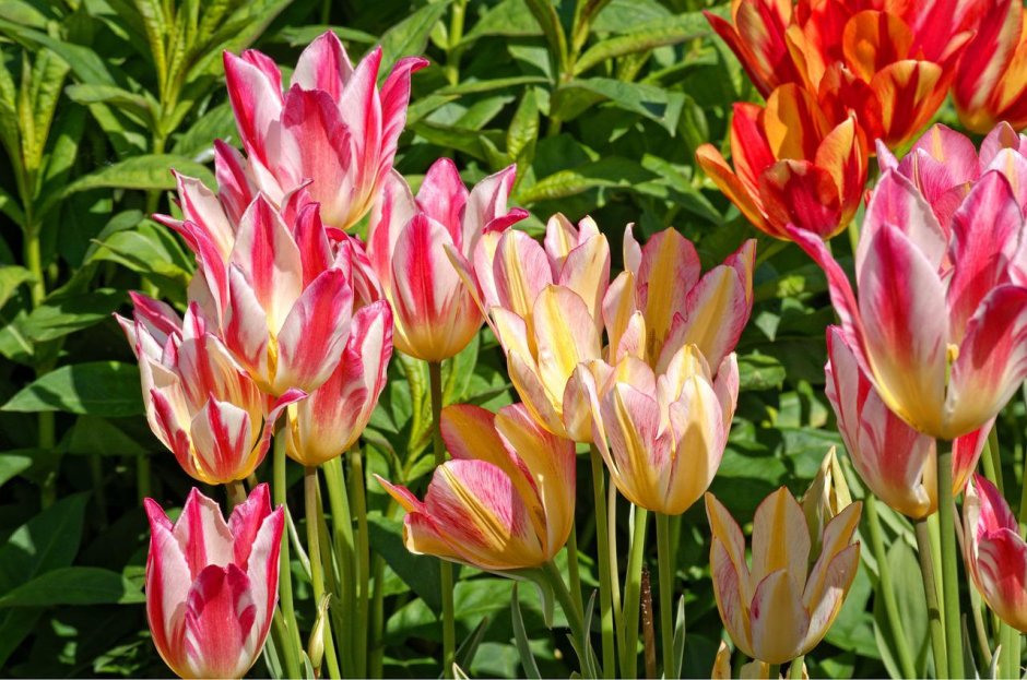 Тюльпан многоцветковый белиция