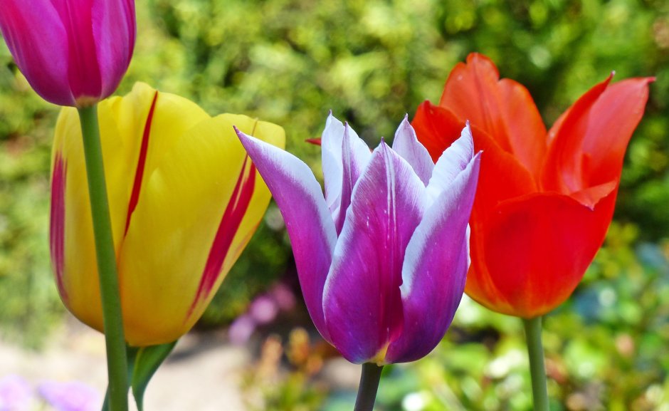Тюльпан многоцветковый Грейсленд