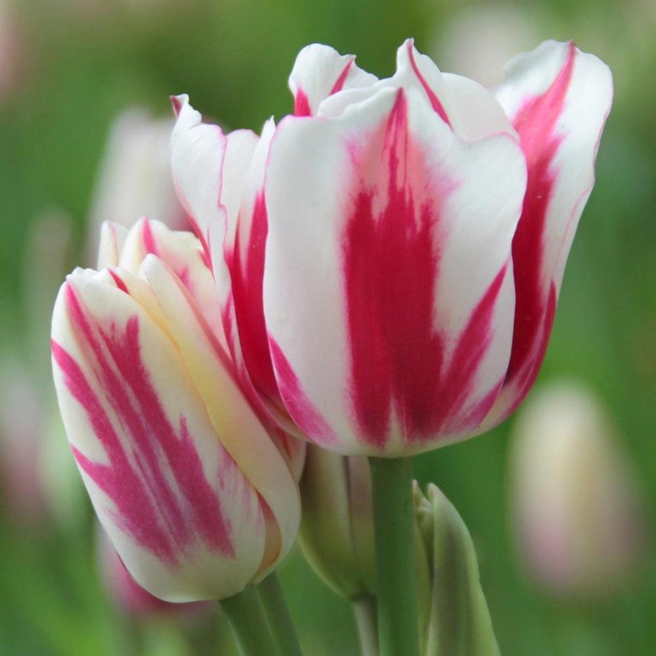 Тюльпан Флеминг многоцветковый