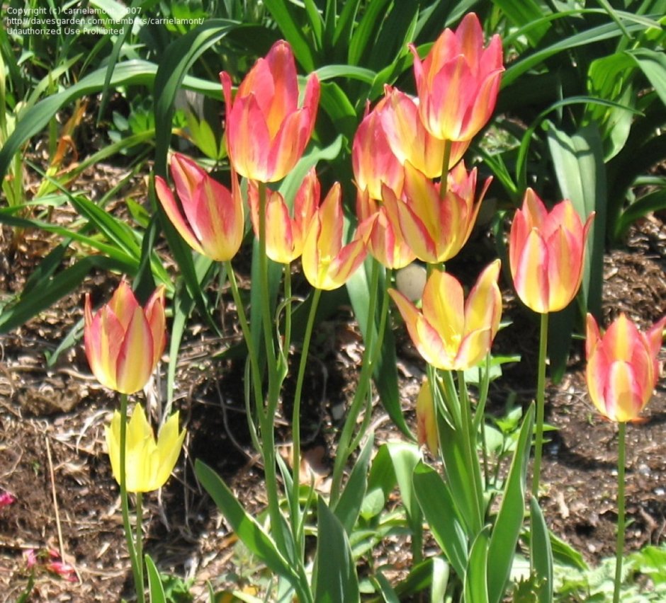 Тюльпан многоцветковый Antoinette