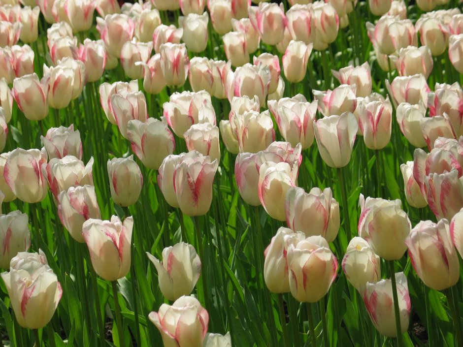 Многоцветковые тюльпаны сорта