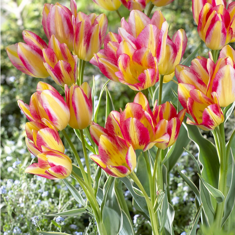 Тюльпан Антуанетта многоцветковый