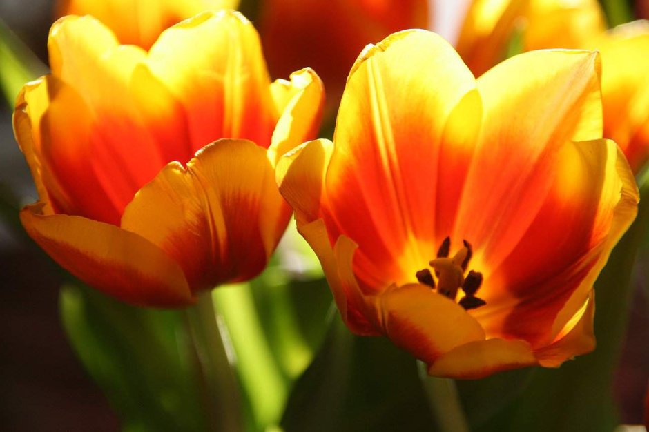 Тюльпан многоцветковый оранж букет