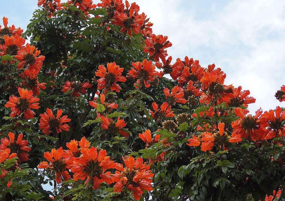 Тюльпановое дерево Северной Америки