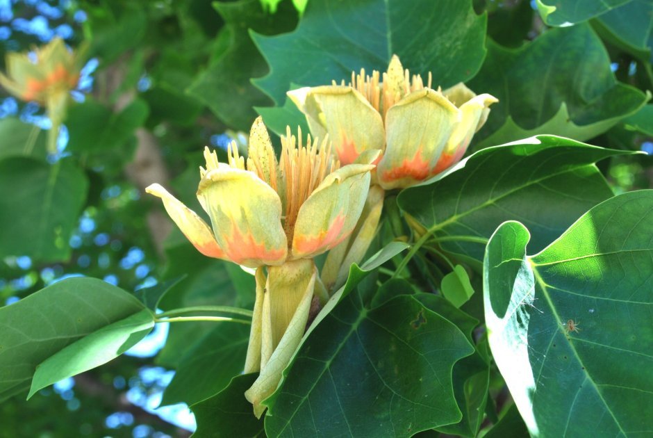 Тюльпановое дерево эндемик