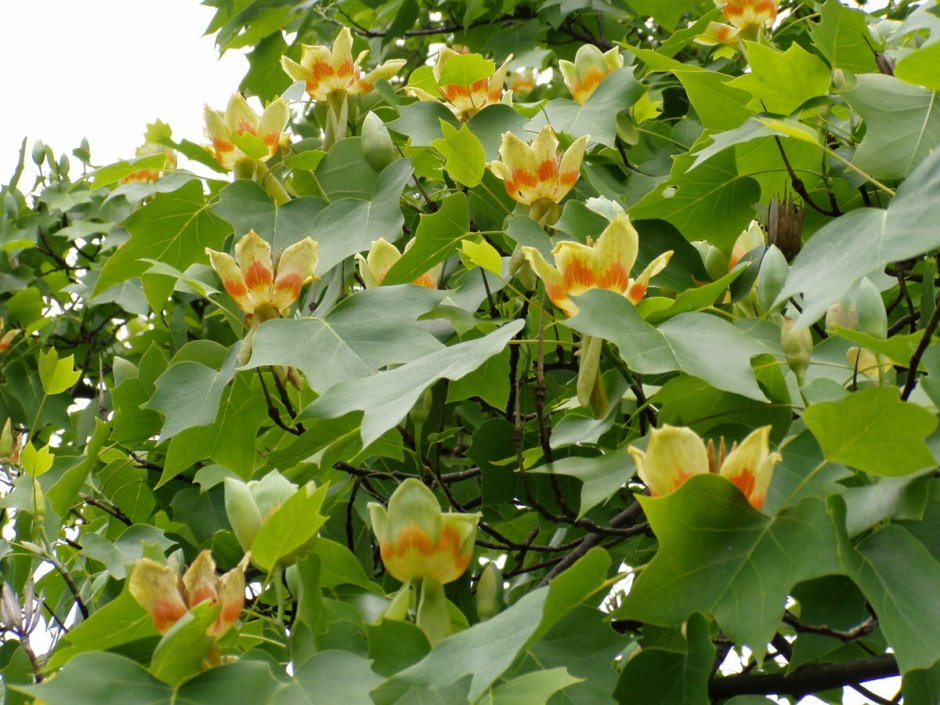 Тюльпановое дерево в Сочи